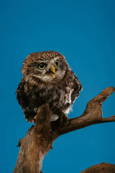 Cute wild owl on wooden branch isolated on blue — Stock Photo