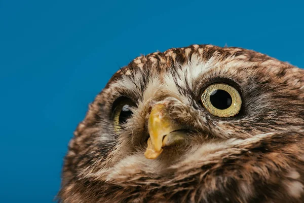 Close up view of cute wild owl muzzle isolated on blue — Stock Photo