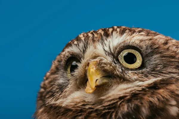 Vue rapprochée du museau de chouette sauvage mignon isolé sur bleu — Photo de stock