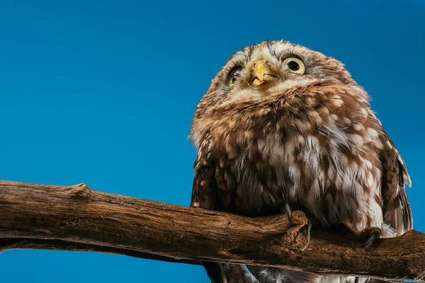 Cute wild owl on wooden branch isolated on blue with copy space — Stock Photo