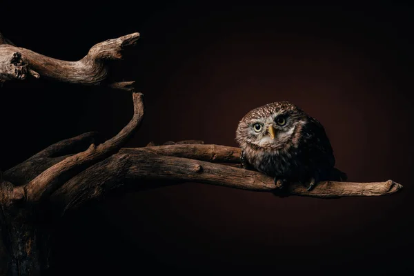 Cute wild owl on wooden branch on black background — Stock Photo