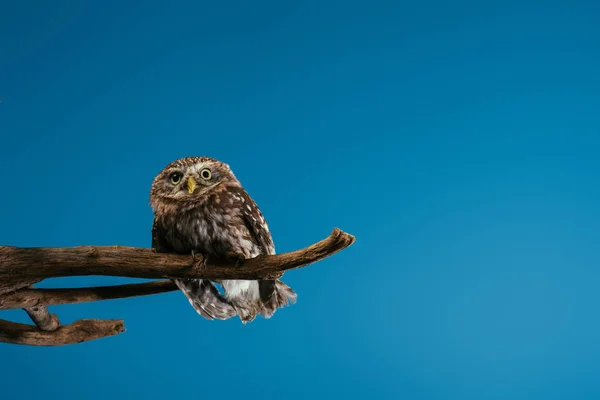 Cute wild owl sitting on wooden branch isolated on blue with copy space — Stock Photo