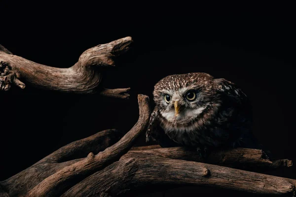 Коричнева мила дика сова на дерев'яній гілці ізольована на чорному — стокове фото