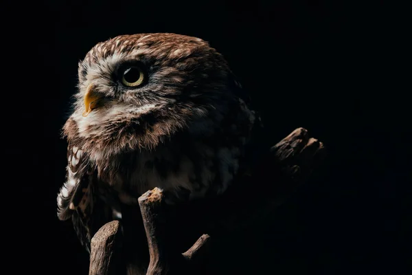 Brown cute wild owl on wooden branch isolated on black — Stock Photo