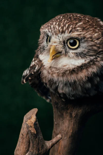 Brown cute wild owl on wooden branch isolated on black — Stock Photo