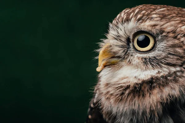 Brown cute wild owl isolated on black with copy space — Stock Photo