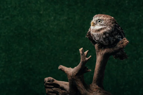 Cute wild owl on wooden branch on dark background — Stock Photo