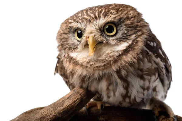 Cute wild owl on wooden branch isolated on white — Stock Photo