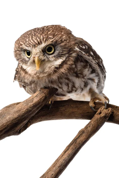 Cute wild owl on wooden branch isolated on white — Stock Photo