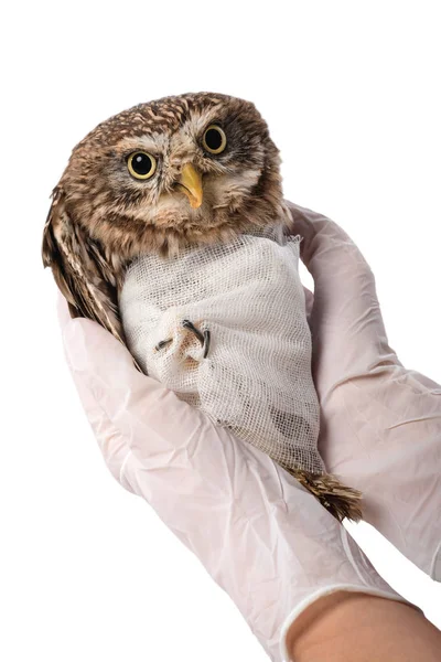 Vue partielle de l'exploitation vétérinaire hibou sauvage blessé isolé sur blanc — Photo de stock