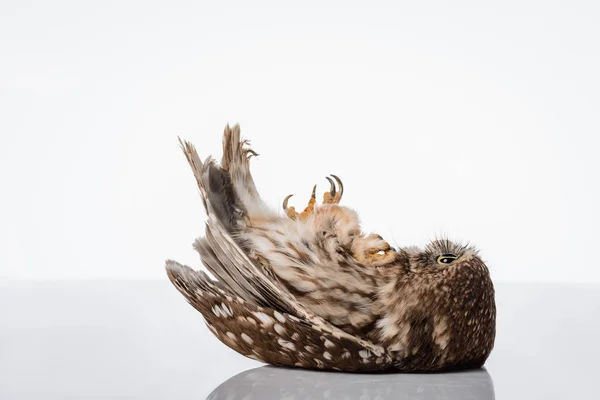 Мила дика сова лежить на поверхні ізольована на білому — стокове фото