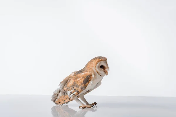 Side view of beautiful wild barn owl isolated on white with copy space — Stock Photo