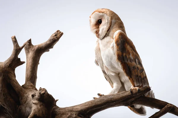 Милая дикая сова сарая на деревянной ветке на белом — стоковое фото