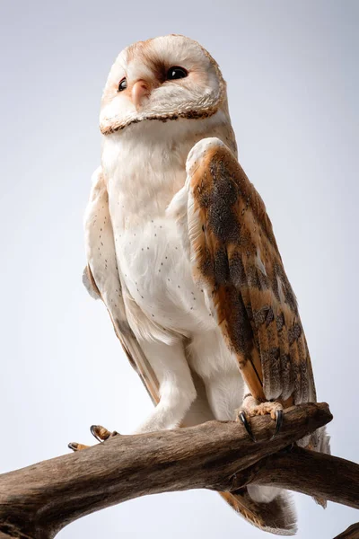 Мила дика сарайна сова на дерев'яній гілці на білому — стокове фото