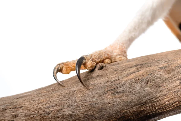 Vue rapprochée des griffes du hibou des clochers sauvages sur une branche de bois isolée sur du blanc — Photo de stock