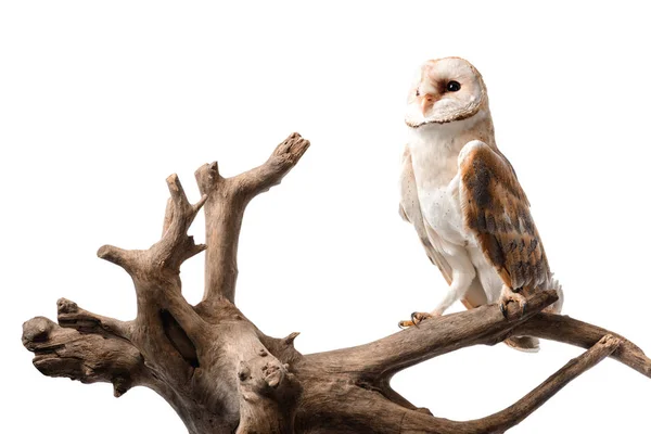 Милая дикая сова сарая на деревянной ветке, изолированная на белом — стоковое фото