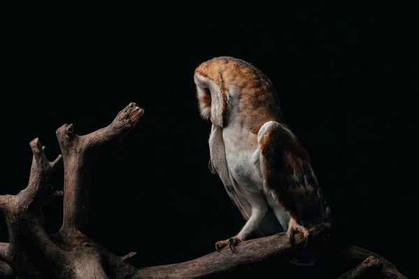 Cute wild barn owl on wooden branch isolated on black — Stock Photo