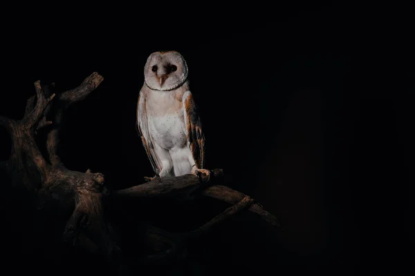 Cute wild barn owl on wooden branch in dark isolated on black — Stock Photo