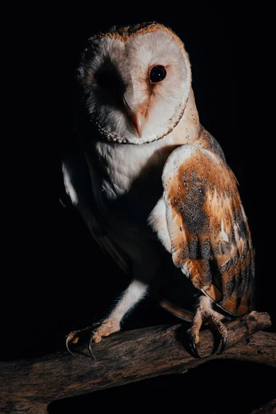 Cute wild barn owl on wooden branch in dark isolated on black — Stock Photo