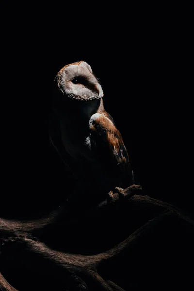 Cute wild barn owl on wooden branch in dark isolated on black — Stock Photo