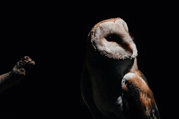 Cute wild barn owl on wooden branch in dark isolated on black — Stock Photo