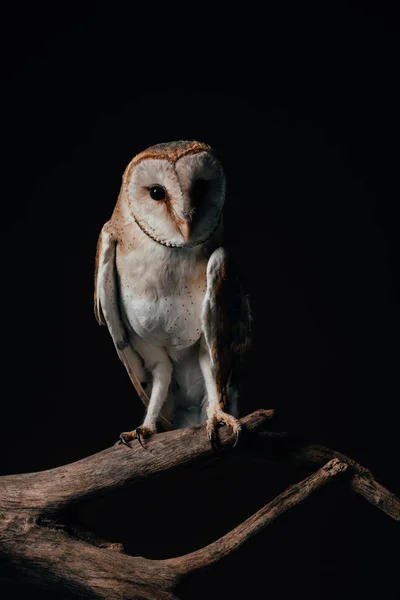 Cute wild barn owl on wooden branch isolated on black — Stock Photo