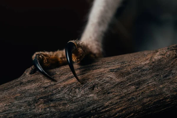 Крупным планом вид когтей дикой совы на деревянной ветке — стоковое фото