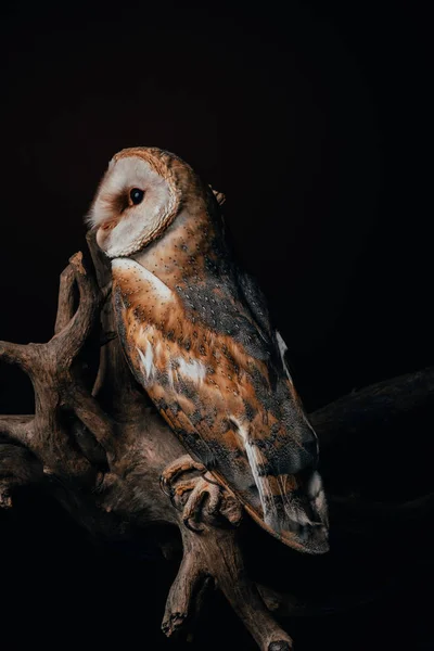 Cute wild barn owl on wooden branch isolated on black — Stock Photo