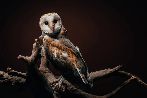 Cute wild barn owl on wooden branch on dark background — Stock Photo