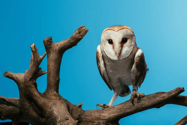 Flauschige wilde Schleiereule auf hölzernem Ast isoliert auf blau — Stockfoto