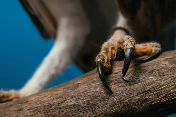 Обрезанный вид когтей дикой совы на деревянной ветке, изолированной на голубом — стоковое фото
