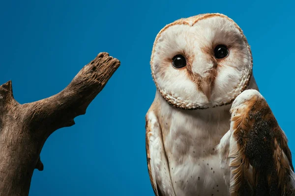 Búho de granero silvestre esponjoso cerca de rama de madera aislado en azul - foto de stock