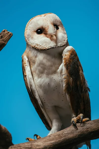 Fluffy wild barn owl on wooden branch isolated on blue — Stock Photo