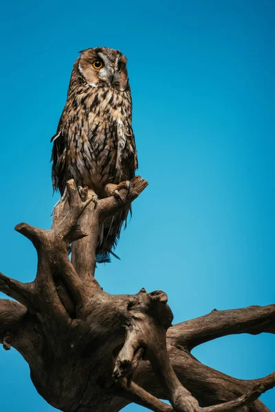 Милый дикий сова на деревянной ветке изолированы на синий — стоковое фото