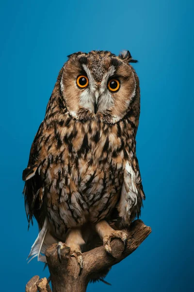 Cute wild owl sitting on wooden branch isolated on blue — Stock Photo