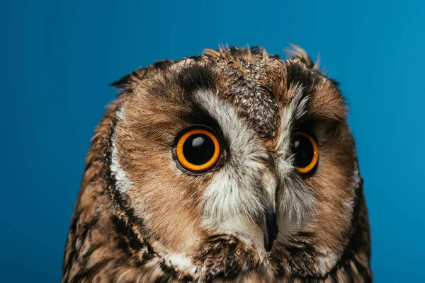 Cute wild owl muzzle isolated on blue — Stock Photo