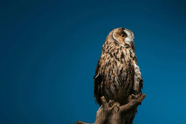 Cute wild owl on wooden branch isolated on blue — Stock Photo