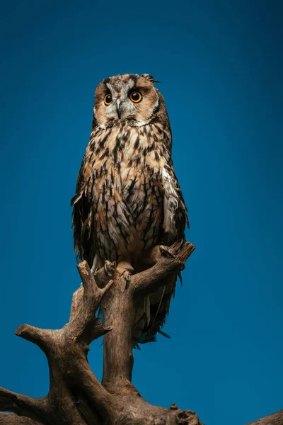 Cute wild owl on wooden branch isolated on blue — Stock Photo