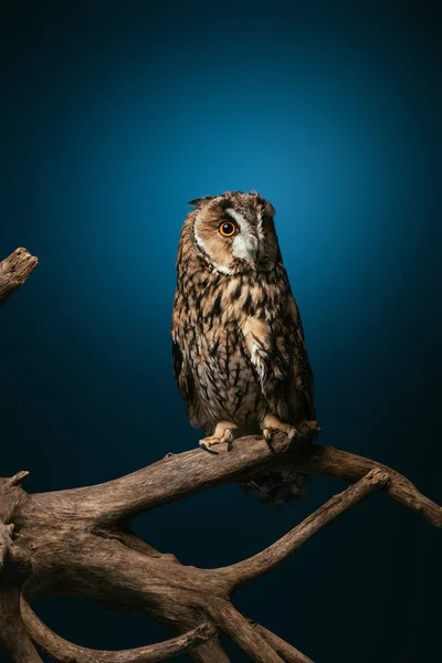 Niedliche Waldkauz auf hölzernem Ast auf dunkelblauem Hintergrund — Stockfoto