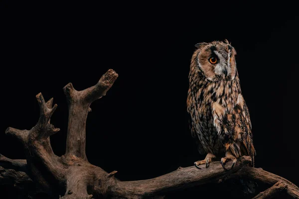 Cute wild owl sitting on wooden branch isolated on black — Stock Photo