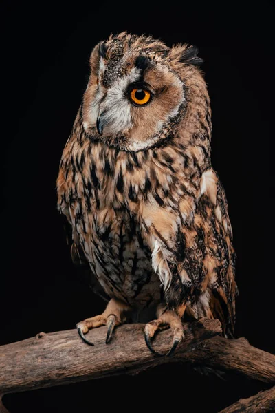 Cute wild owl sitting on wooden branch isolated on black — Stock Photo