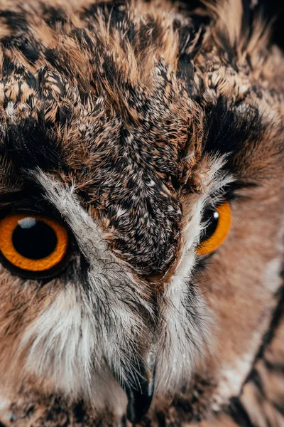 Vue rapprochée du museau de chouette sauvage mignon — Photo de stock