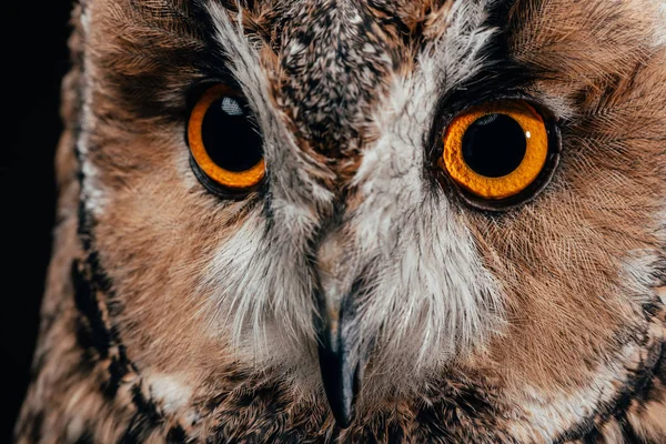 Cute wild owl muzzle isolated on black — Stock Photo
