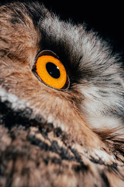 Close up view of wild owl eye isolated on black — Stock Photo