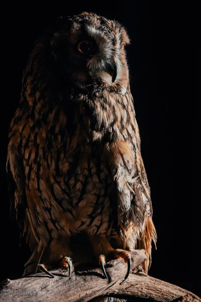 Cute wild owl sitting on wooden branch in dark isolated on black — Stock Photo