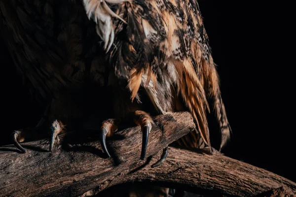Vista cortada de coruja selvagem sentado em galho de madeira isolado em preto — Fotografia de Stock