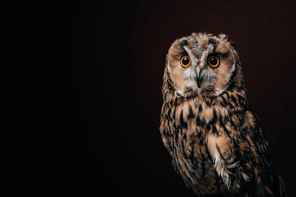 Carino gufo selvatico isolato su nero — Foto stock