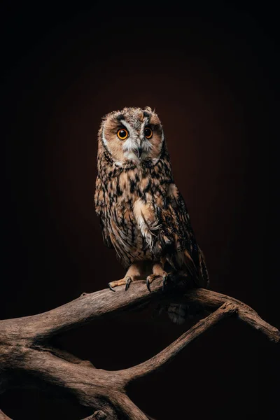 Mignonne chouette sauvage assis sur branche en bois isolé sur noir — Photo de stock