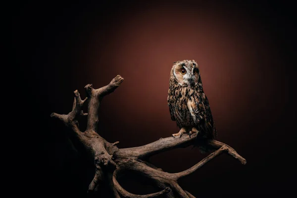 Cute wild owl sitting on wooden branch on dark background — Stock Photo