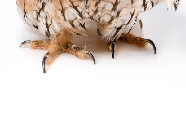 Vue rapprochée des griffes duveteuses du hibou sauvage isolées sur blanc avec espace de copie — Photo de stock